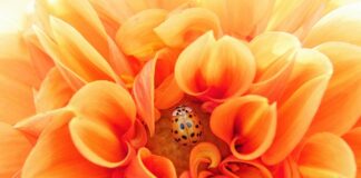 Co można kupić w aptece na pasożyty?