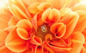 Co można kupić w aptece na pasożyty?