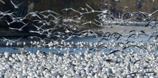 Jak pozbyć się dzików z działki?