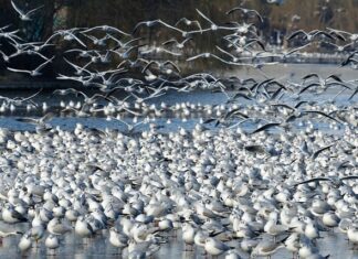 Jak pozbyć się dzików z działki?