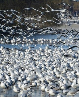 Jak pozbyć się dzików z działki?
