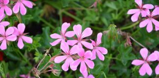 Co odstrasza koty na podwórku?