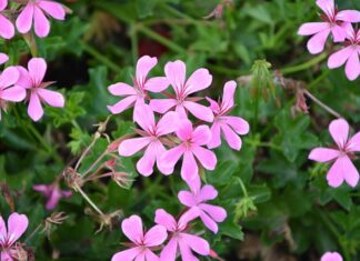 Co odstrasza koty na podwórku?