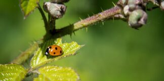 Jak walczyć z owadami w domu?