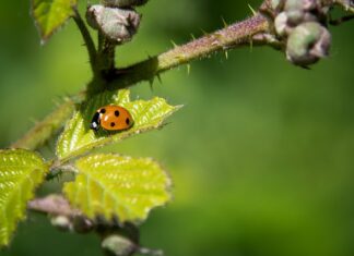 Jak walczyć z owadami w domu? Jak walczyć z owadami w domu?