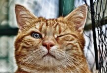 Kiedy założyć oczko wodne?