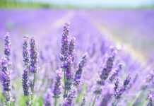 Czy lawenda odstrasza osy?