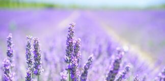 Czy lawenda odstrasza osy?