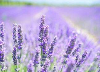 Czy lawenda odstrasza osy? Czy lawenda odstrasza osy?