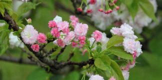 Jaka jest żywotność ogrzewania podłogowego?