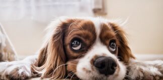 Co zrobić żeby pies nie załatwiał się na trawniku?