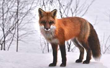 Jakie zwierzęta można trzymać w oczku wodnym?