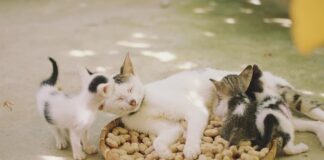 Czy kuny boją się kotów?