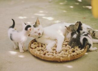 Czy kuny boją się kotów?