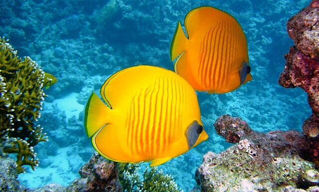 Jakie ryby oczyszczają wodę?