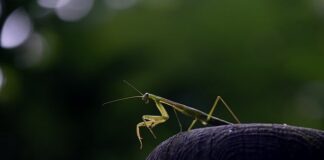 Co to jest AW w odkurzaczu?