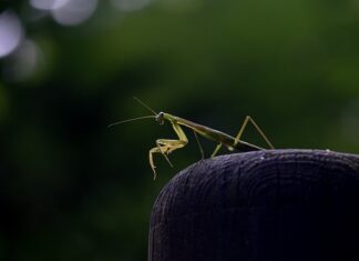 Co to jest AW w odkurzaczu? Co to jest AW w odkurzaczu?