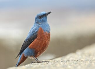 Na czym polega metoda 25?