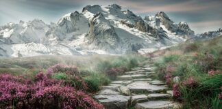 Jak wyczyścić białe kamienie w ogrodzie?