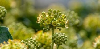 Co kwitnie przez całe lato?