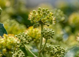 Co kwitnie przez całe lato? Co kwitnie przez całe lato?