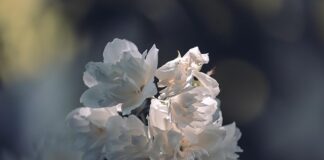 Czy białe okna są modne?