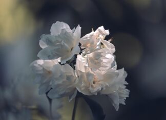 Czy białe okna są modne?