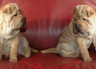 Ile kosztuje montaż przydomowej oczyszczalni ścieków?