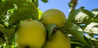 Jak pozbyć się mułu w oczku wodnym?