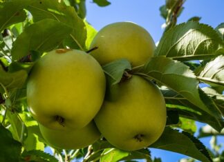 Jak pozbyć się mułu w oczku wodnym? Jak pozbyć się mułu w oczku wodnym?