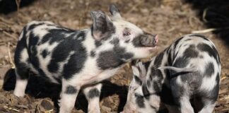 Czy ogrzewanie podłogowe jest oszczędne?