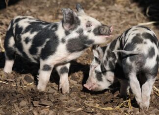 Czy ogrzewanie podłogowe jest oszczędne?