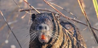 Co zrobić aby pozbyć się szczurów?