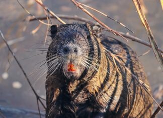 Co zrobić aby pozbyć się szczurów? Co zrobić aby pozbyć się szczurów?