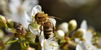 Jak zbierać igliwie?