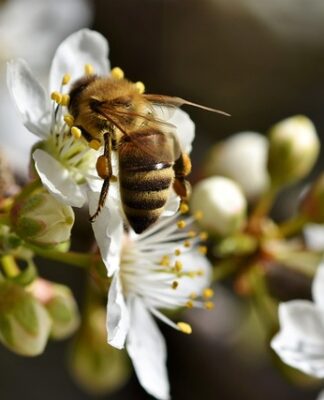 Jak zbierać igliwie?