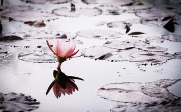 Czy są dotacje na przydomowe oczyszczalnię ścieków?