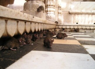 Jak wytępić szczury na podwórku? Jak wytępić szczury na podwórku?