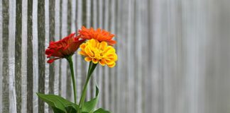 Ile kosztuje ogrodzenie 1 ha?