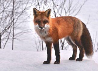 Jakie zwierzęta wydają ultradźwięki? Jakie zwierzęta wydają ultradźwięki?