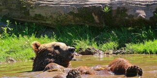 Jak szybko odśnieżyć podwórko?