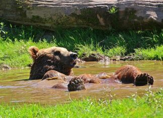 Jak szybko odśnieżyć podwórko? Jak szybko odśnieżyć podwórko?