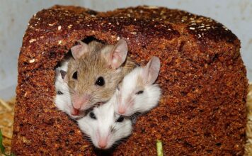 Czego boją się myszy?