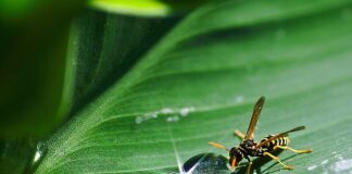 Czym pomalować odblask reflektora?