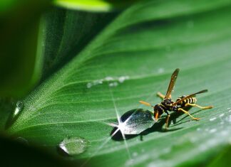 Czym pomalować odblask reflektora? Czym pomalować odblask reflektora?