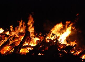 Czy wodą z octem szkodzi roślinom?