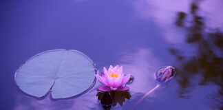 Jaka folią do stawu?