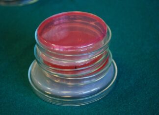 Kiedy dodać pożywkę do miodu?