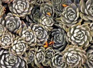 Jakie byliny kwitną najdłużej? Jakie byliny kwitną najdłużej?