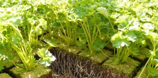 Jaki kolor parapetu wewnętrznego do białych okien?